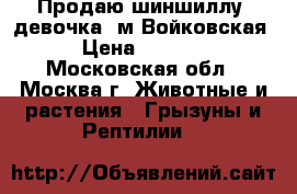 Продаю шиншиллу, девочка. м.Войковская › Цена ­ 2 000 - Московская обл., Москва г. Животные и растения » Грызуны и Рептилии   